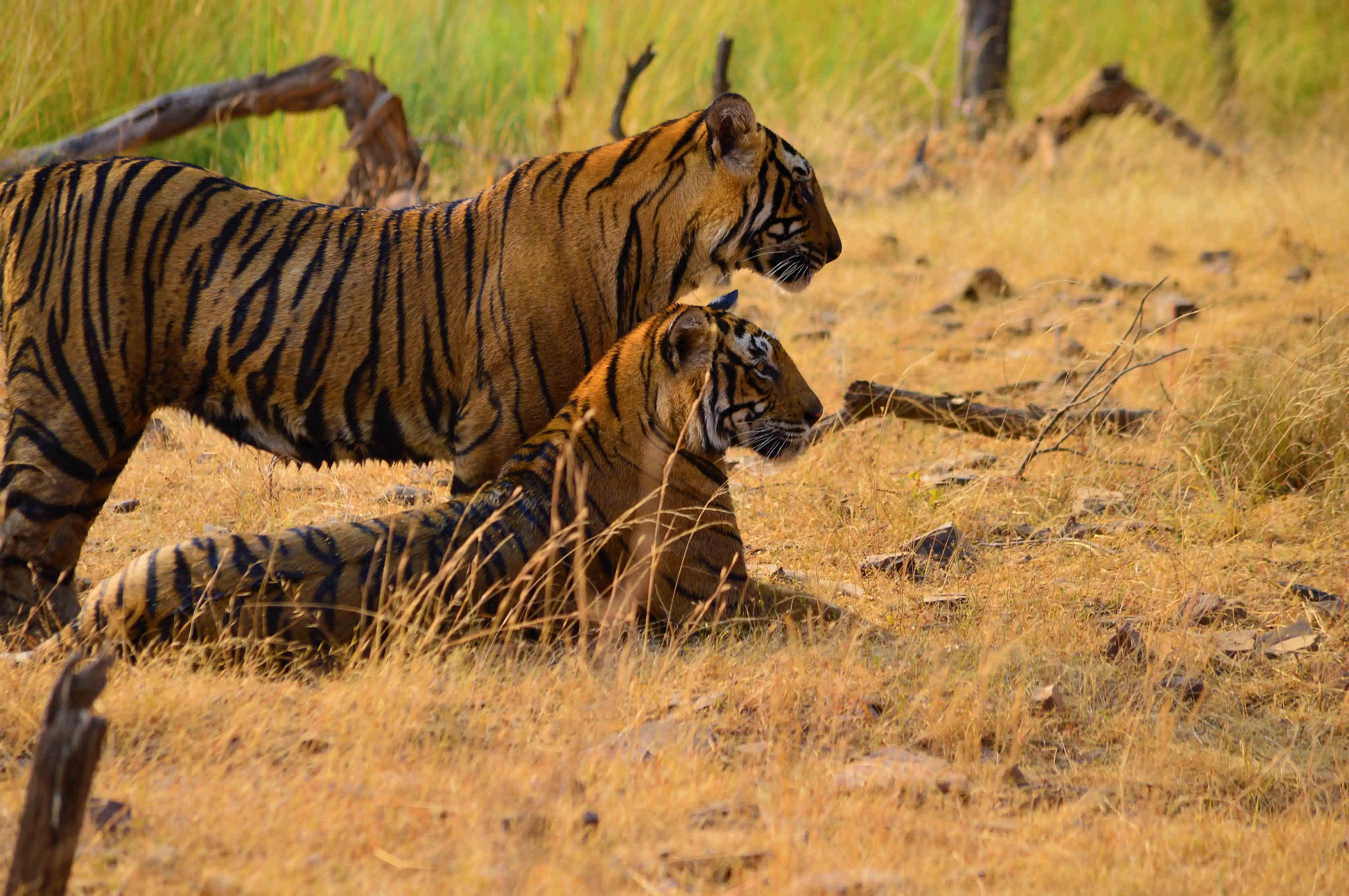 Rajasthan Road Trips and Luxury Ground Operations Transportation Hub