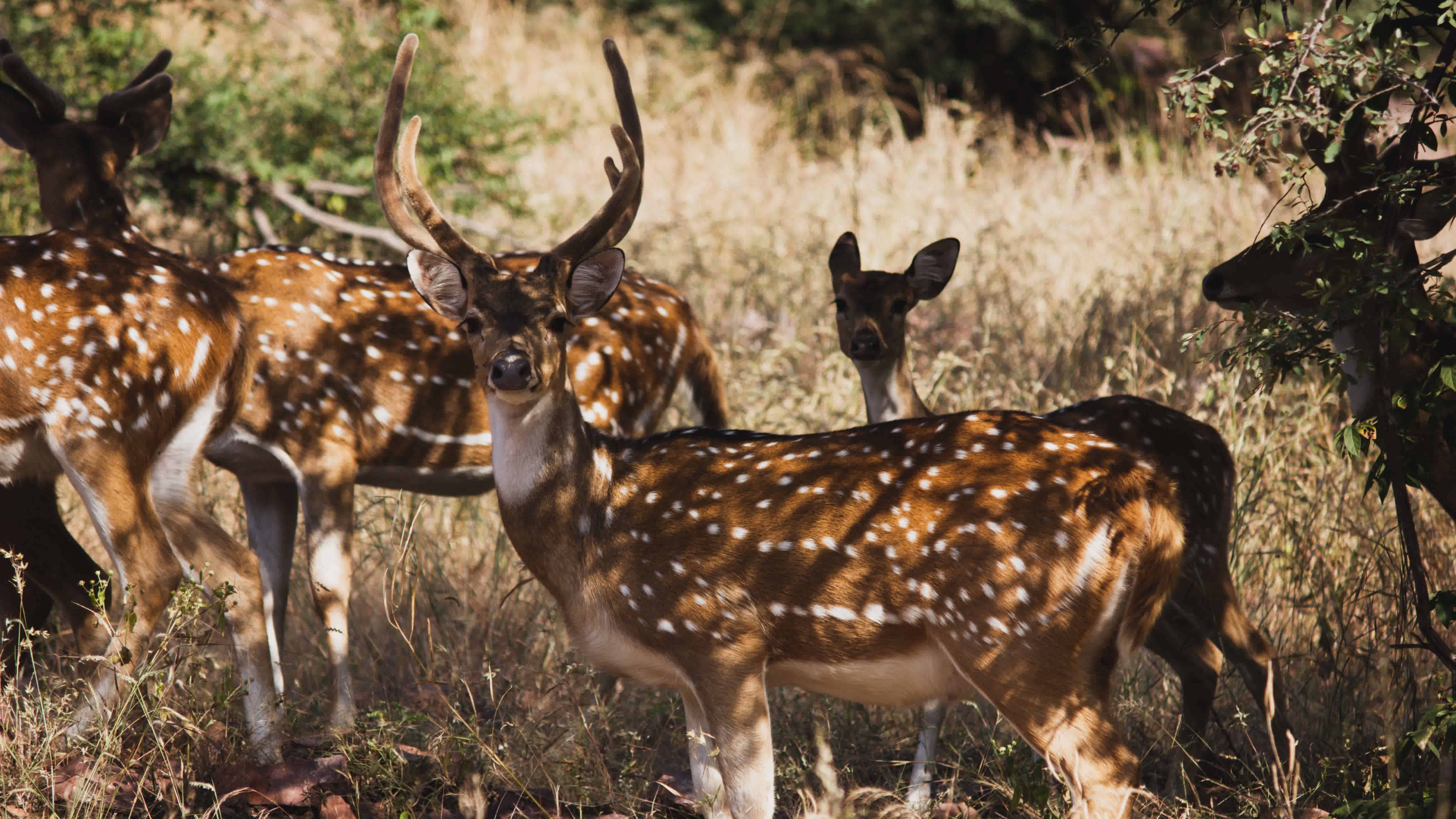 Wildlife & Safaris